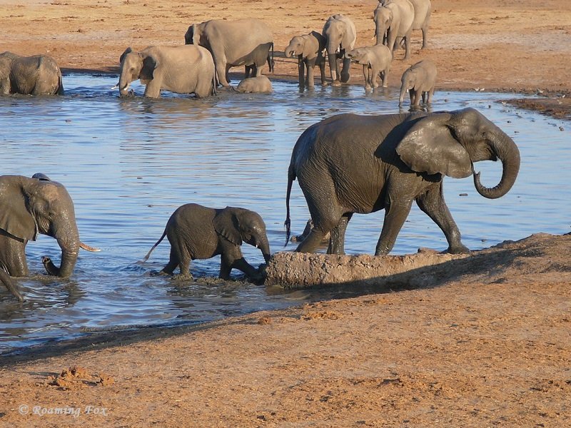 Lodge Safari - Wild Zambesi Adventure